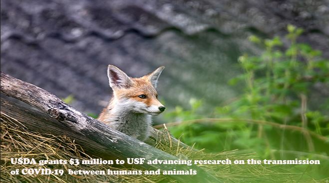 USDA grants $3 million to USF advancing research on the transmission of COVID-19 between humans and animals