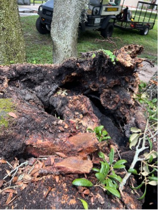 Tree roots showing extreme decay