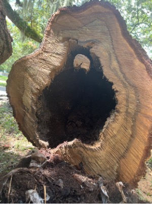 Interior of the trunk of a fallen tree, showing a hollow inside and severe decay