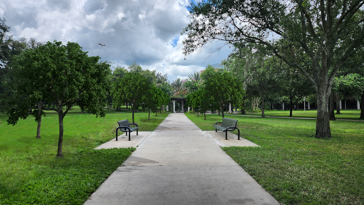 Rendering of trees that will be planted in place of the Live Oaks that were removed.