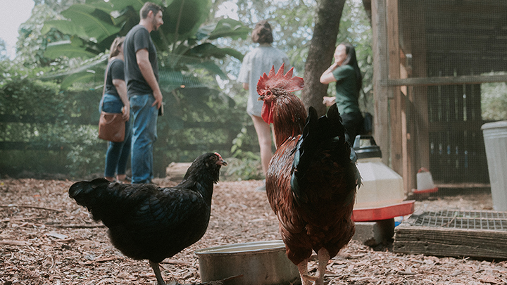 rooster and chicken