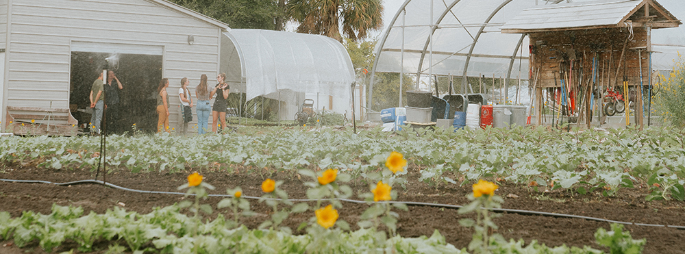 farm crops growing