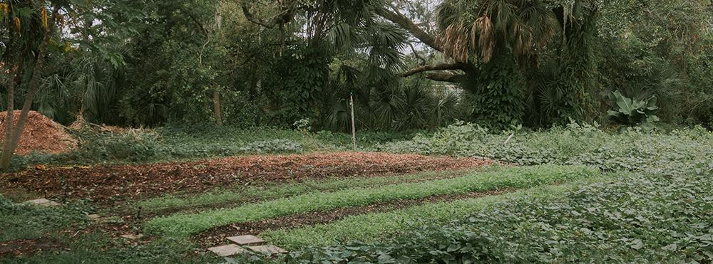 garden with rows