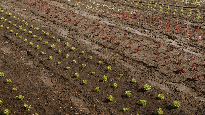 seedlings in a garden