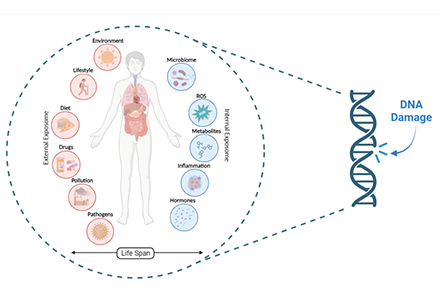 A figure representing the exposures in the environment across the life span of human beings that cause DNA damage; the damage serves as an indicator of exposure and a risk factor for diseases.