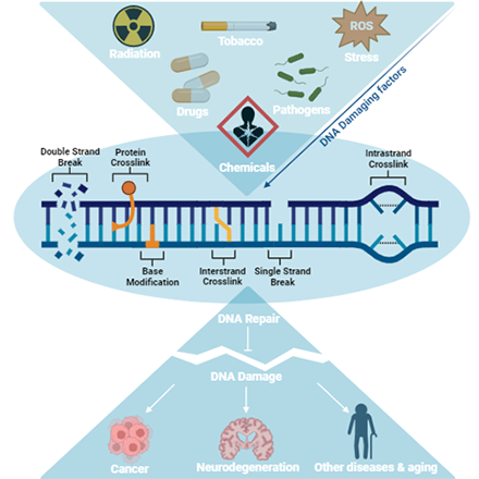 A figure representing how DNA damage from environmental exposures, if not repaired by DNA repair pathways, can lead to major human diseases and aging.