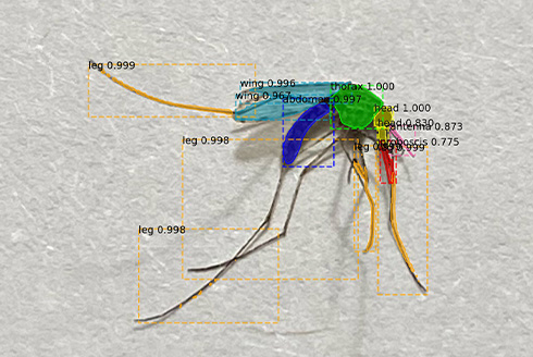 illustration of mosquito with dimensions notated