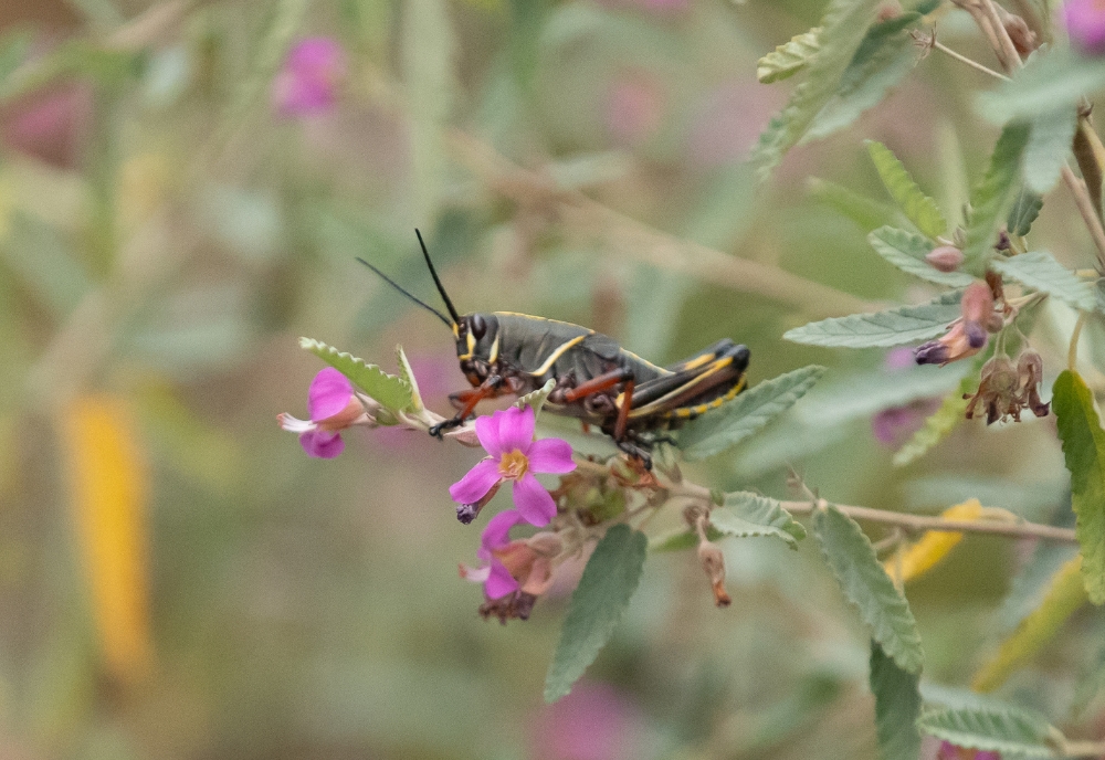 A lubber grasshopper found resting on some vegetation at the Ybor St. Community Garden. (Photo by Corey Lepak)
