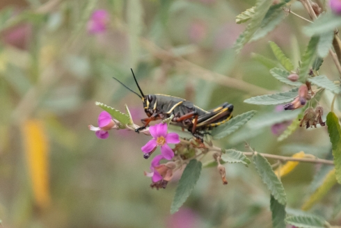 A lubber grasshopper found resting on some vegetation at the Ybor St. Community Garden. (Photo by Corey Lepak)