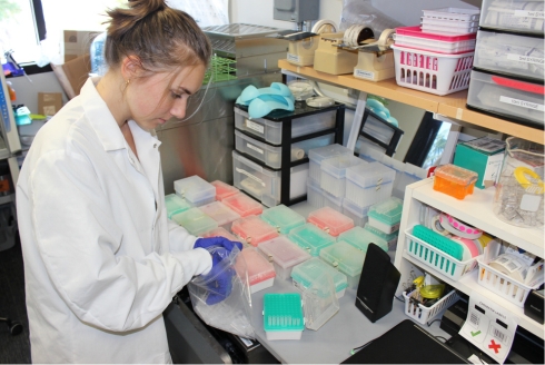 Student worker Abigail Pal refills pipette tip boxes by hand instead of buying replacement racks, greatly reducing the lab’s plastic waste. (Photo courtesy of Victoria Ramiez)