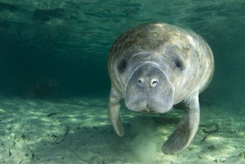 manatee in the water