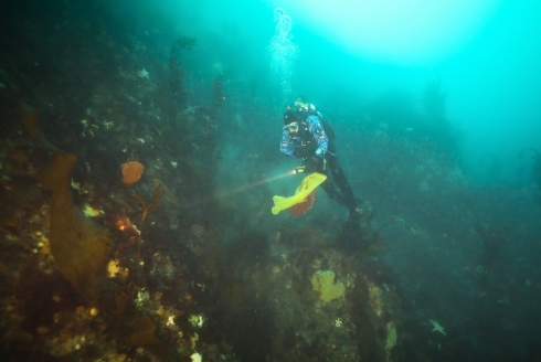 Team member Margaret Amsler scouts the diverse and abundant Antarctic sea floor for interesting marine organisms to collect. (Photo courtesy of Bill Baker)