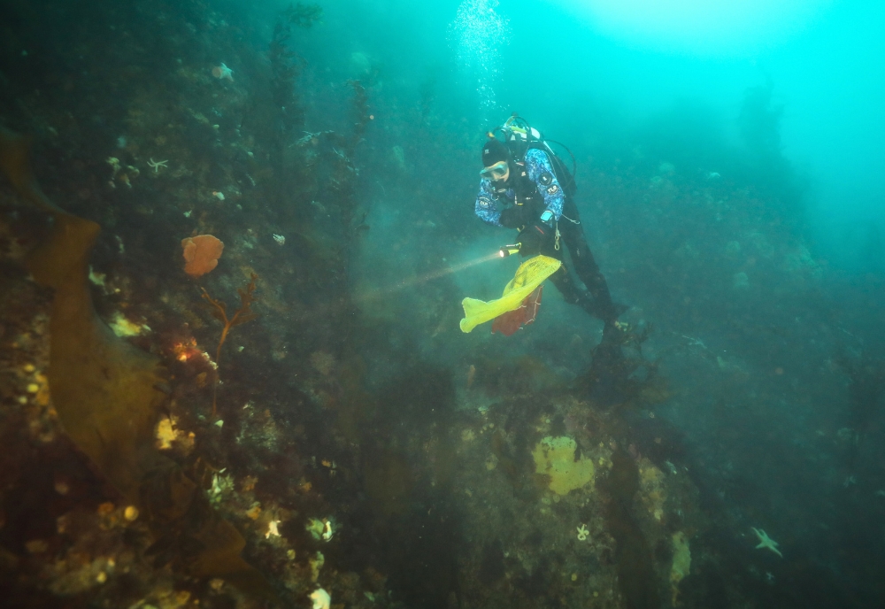 Team member Margaret Amsler scouts the diverse and abundant Antarctic sea floor for interesting marine organisms to collect. (Photo courtesy of Bill Baker)