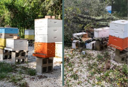 The Botanical Gardens' beekeeping station in 2023 (left) and the damage left behind by the hurricane (right). (Photos courtesy of Corey Lepak and Nicole Brand)