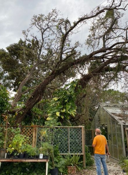 Dr. Craig Huegel assessing damage to a tree near the Plant Shop's greenhouse. (Photo courtesy of Nicole Brand)