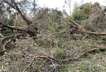 Several old, irreplaceable trees fell due to Hurricane Milton's estimated 120 mph winds. (Photo courtesy of Nicole Brand)