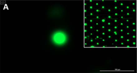 Image of a representative (A) undamaged cell detected by the automated device. (Photo courtesy of Dr. Marcus Cooke)