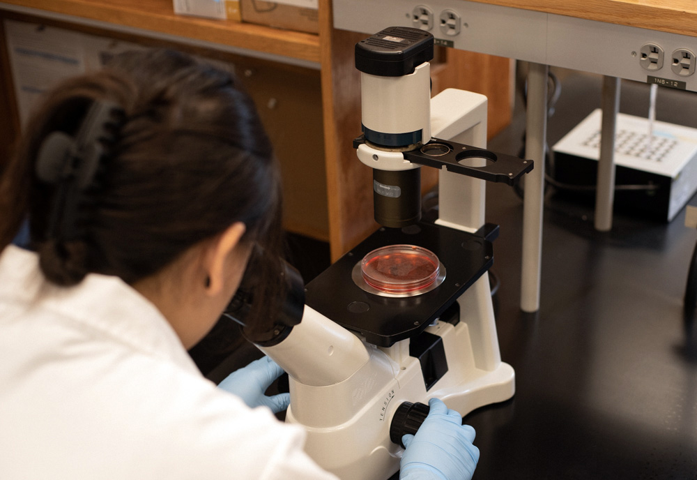 Graduate student, T.W., visualizes stem cell cultures under a microscope. Morphology is often checked to ensure that the stem cells maintain good health and, in the case of differentiation to microglia, are changing into the expected shape of the target cells. (Photo courtesy of Stanley Stevens)