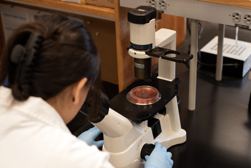 Graduate student, T.W., visualizes stem cell cultures under a microscope. Morphology is often checked to ensure that the stem cells maintain good health and, in the case of differentiation to microglia, are changing into the expected shape of the target cells. (Photo courtesy of Stanley Stevens)