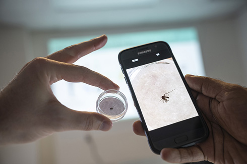hand holds sample beside cell phone with larger image of mosquito