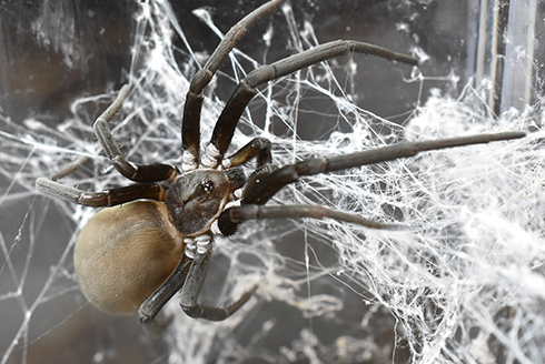 brown recluse spider on a web