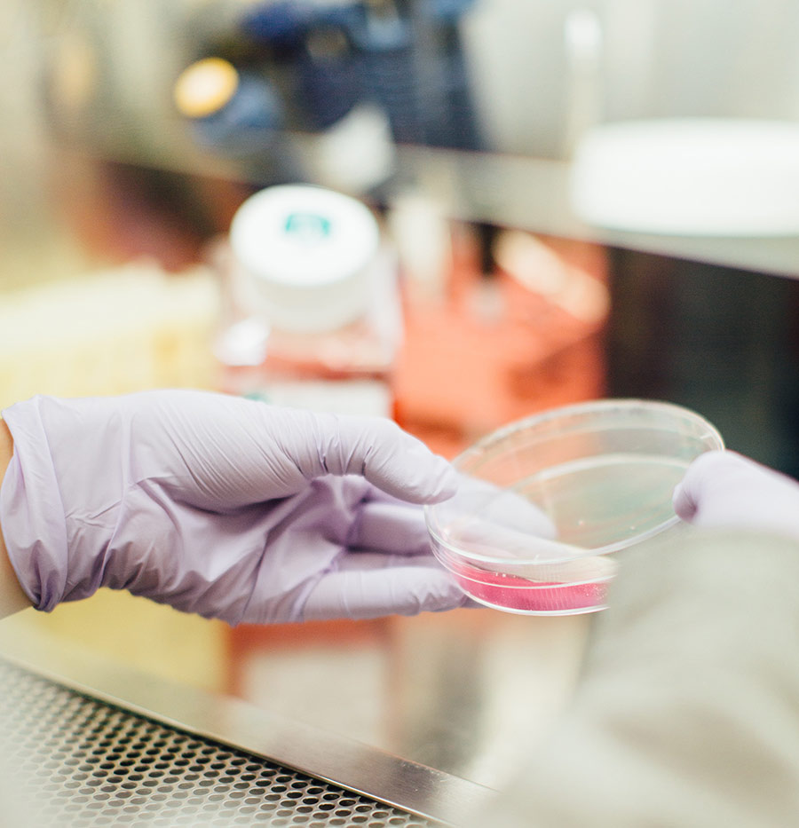 scientist working with petri dish in a lab