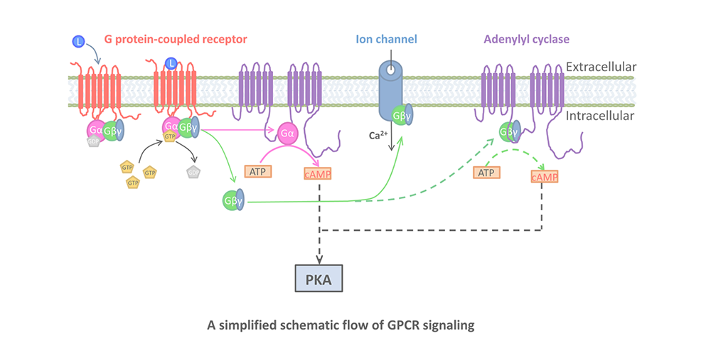 G protein-coupled receptors. (Photo courtesy of Dr. Ye)