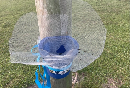 Net used to collect bat feces. (Photo courtesy of Emily Birdsall)