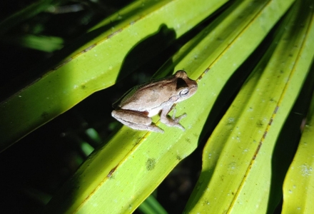 A native tree frog. (Photo courtesy of Jessalyn Aretz)