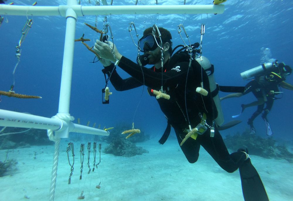 Attaching coral fragments to an artificial “tree” in a grow-out nursery. (Photo courtesy of Liv Williamson)