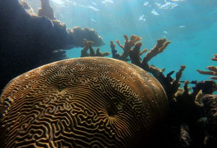 A colony of brain coral.