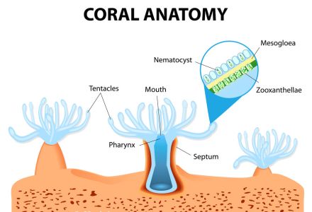 Illustration showing coral anatomy, including zooxanthellae.