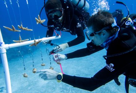 Measuring new coral fragments in the nursery to begin tracking their growth over time. (Photo courtesy of Liv Williamson)