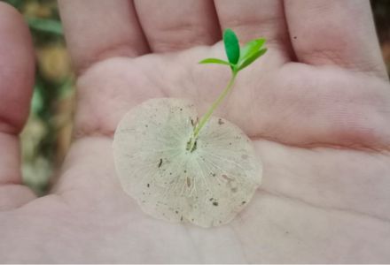 Mascagnia nervosa seed germinating. (Photo courtesy of Gabriela Quesada-Avila, USF)