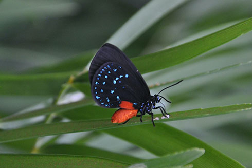 Atala butterfly alit on a leaf