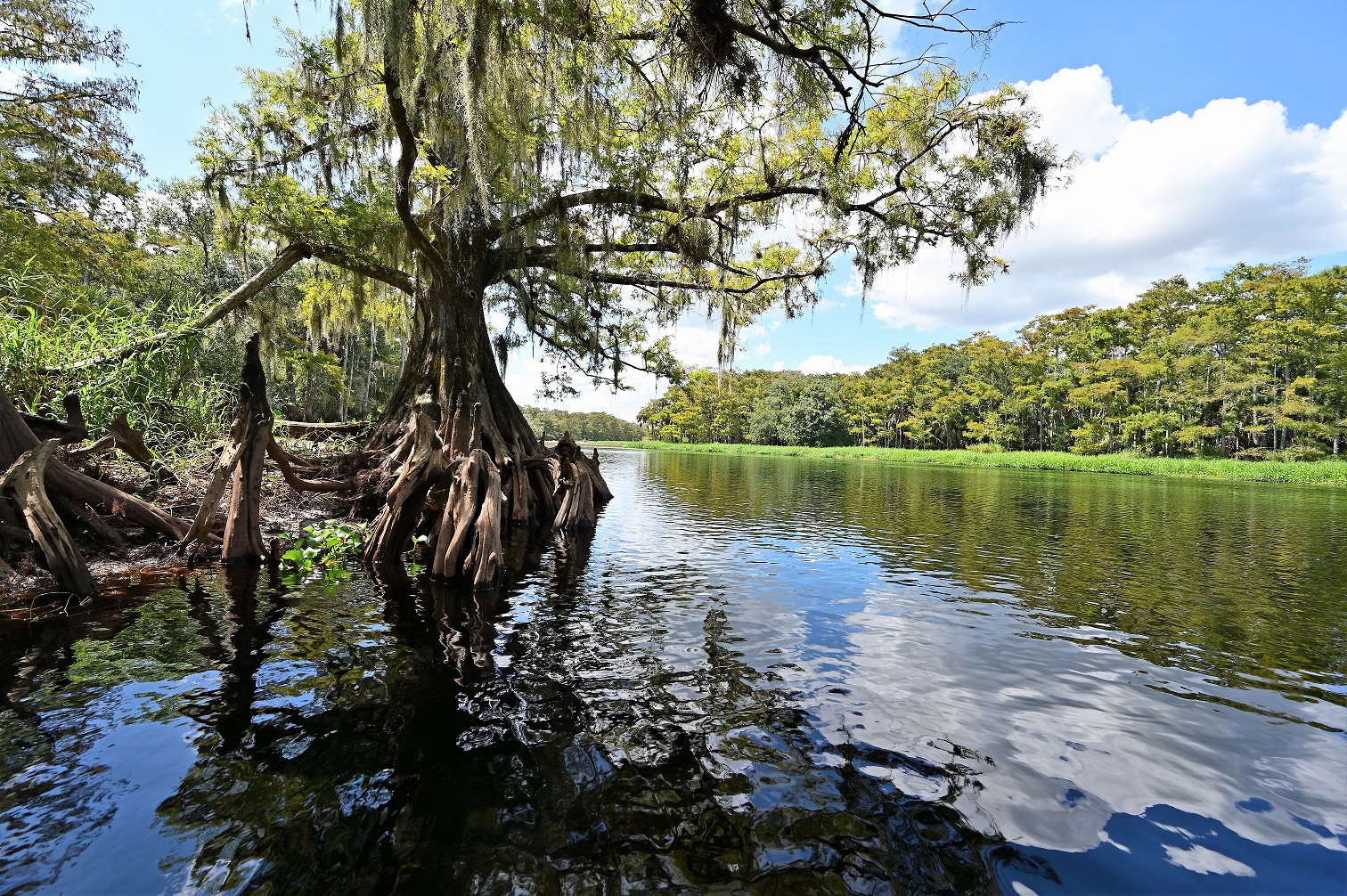 Fisheating Creek is one of the many Florida waterways governed by the Clean Water Act.