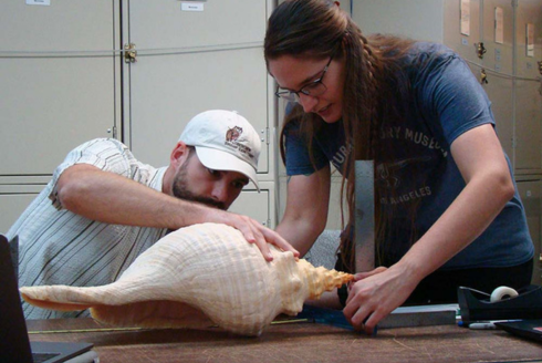 USF graduate students Stephen Hesterberg and Nicole Seiden measure the world's largest Florida horse conch at the Bailey Matthews National Shell Museum. (Credit: Lorin Buckner, Bailey Matthews Shell Museum)