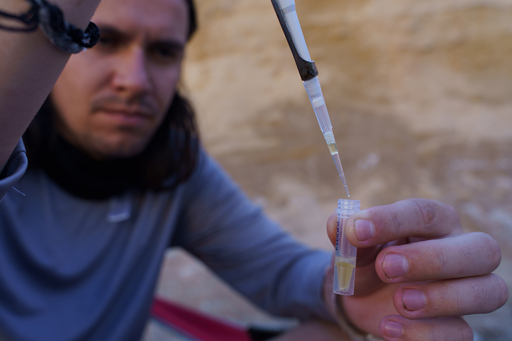 Graduate student, Sam Hirst, pipettes venom from a rattlesnake into a tube.