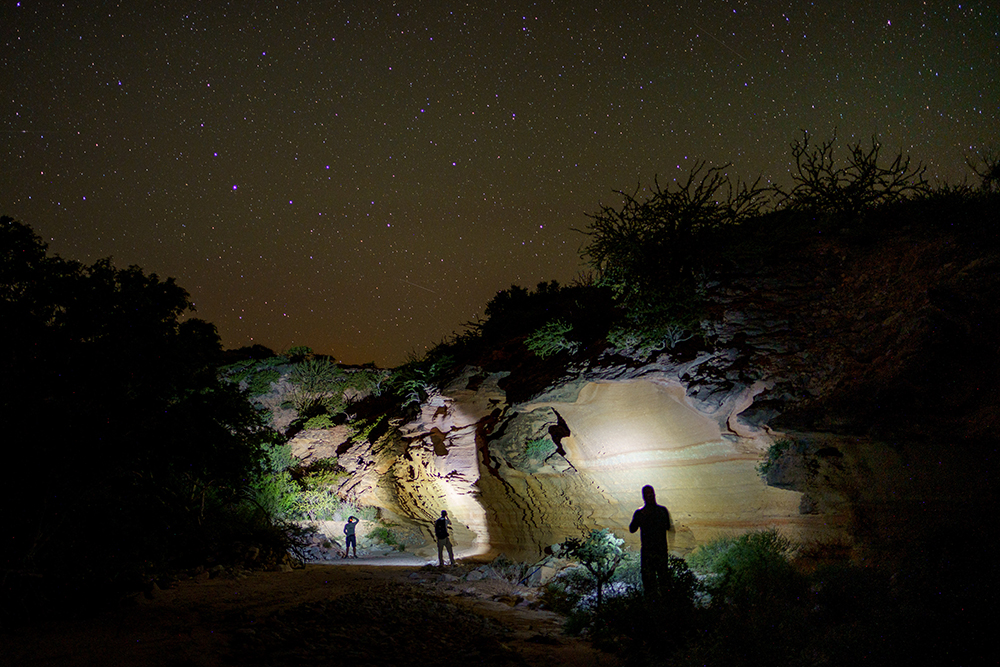 Dr. Margres' international team looking for rattlesnakes at night.