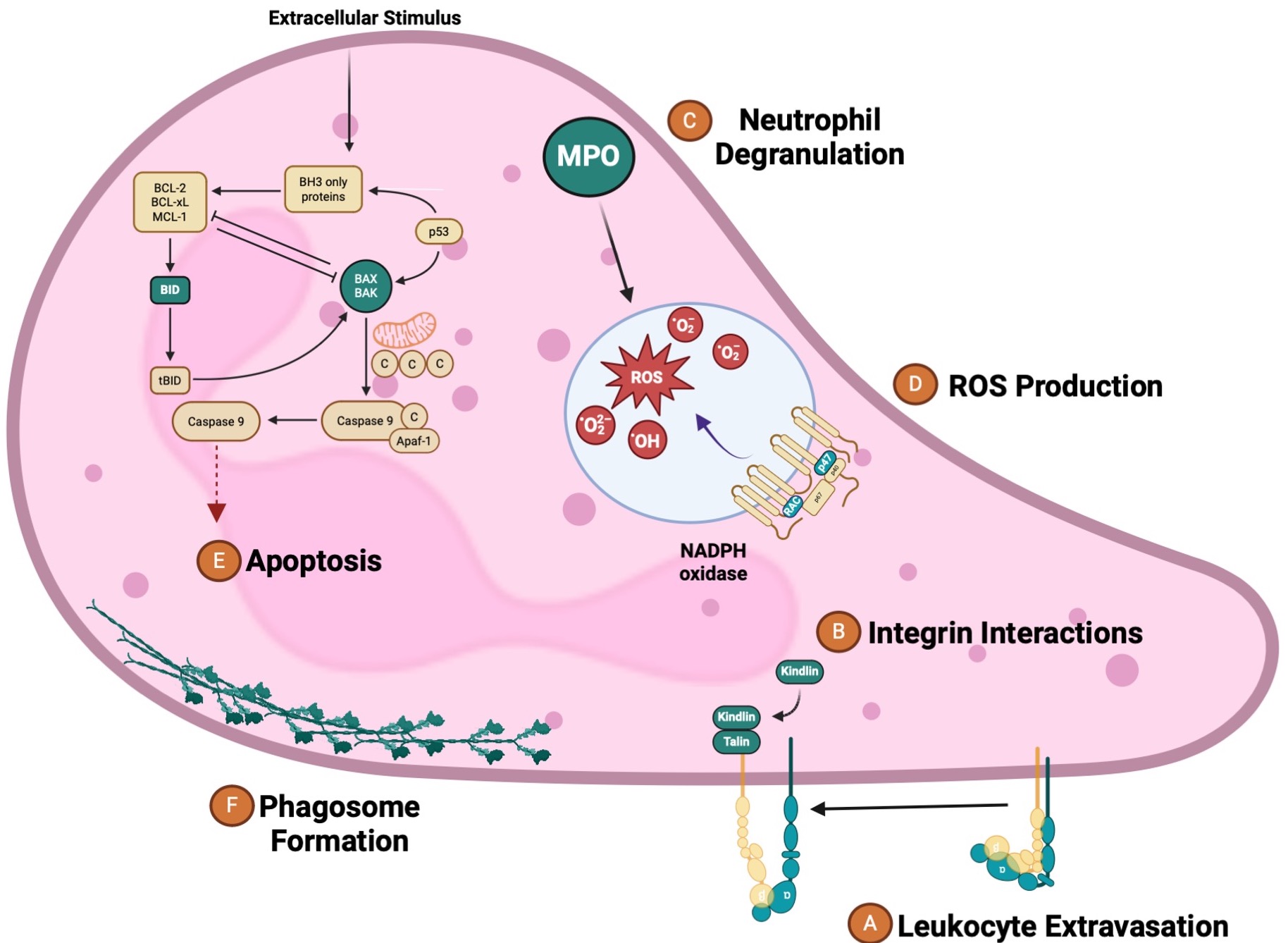 Staph Neutrophils