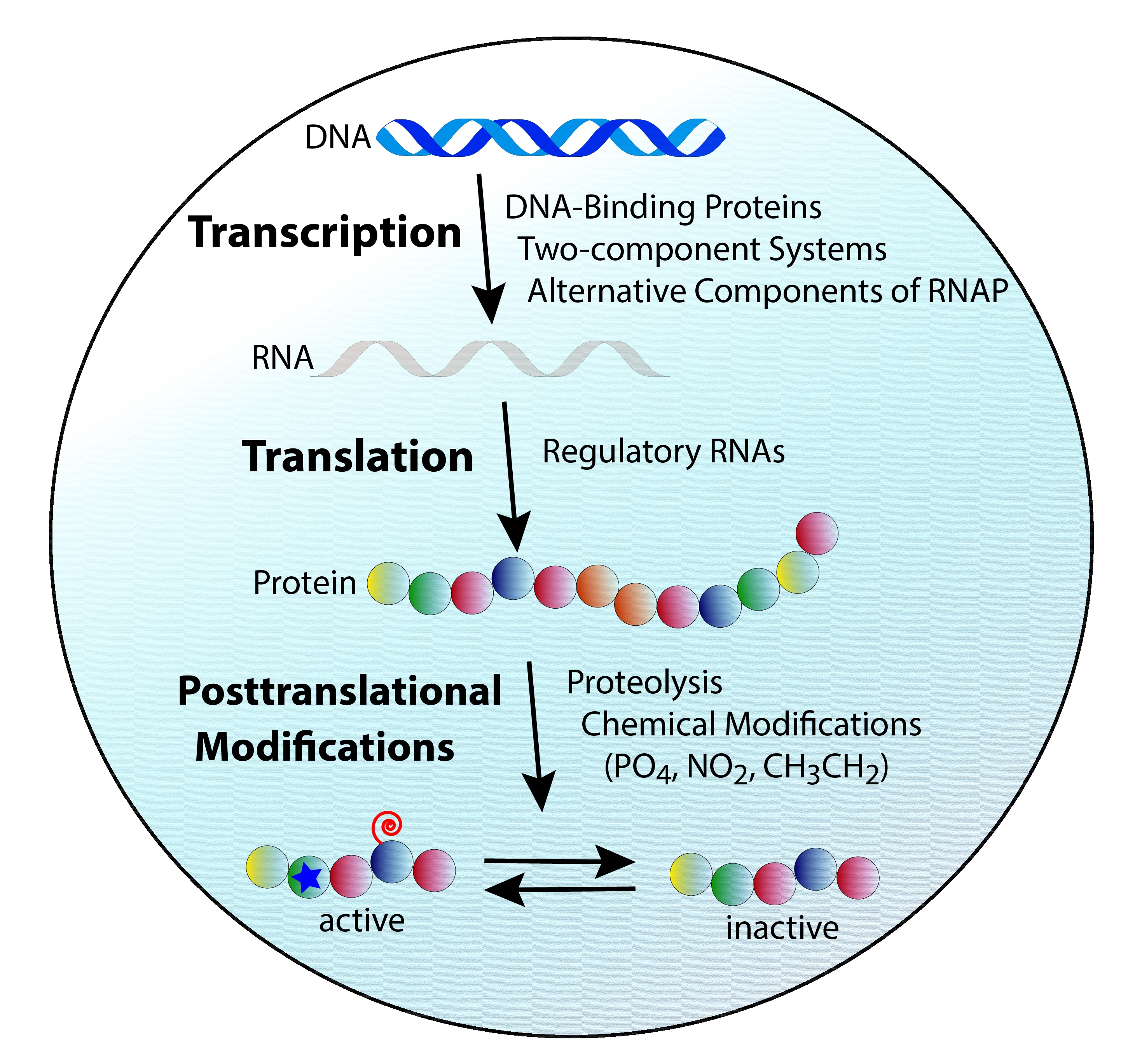 Regulation in Staph