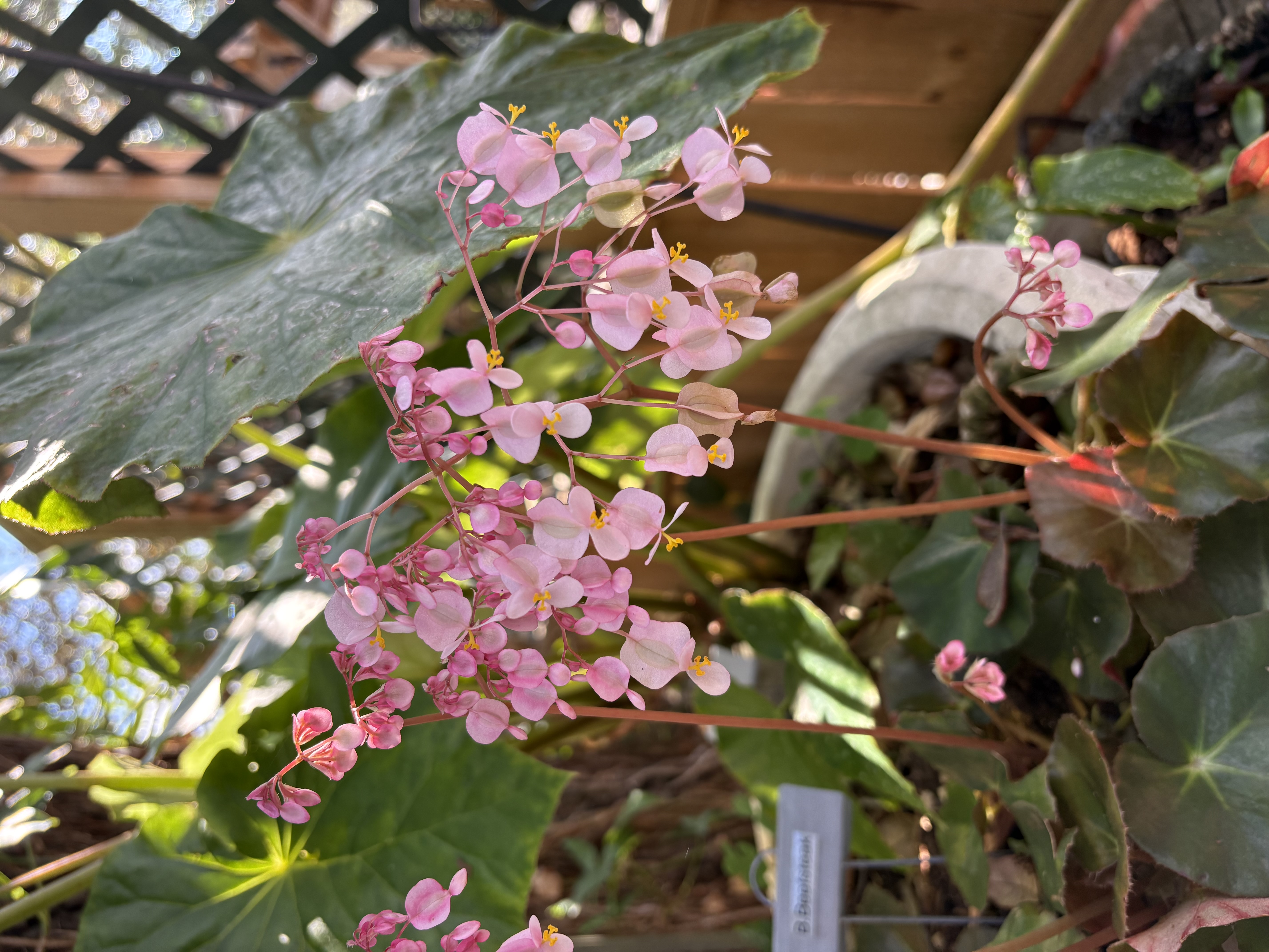 Beefsteak Begonia (Begonia erythrophylla)