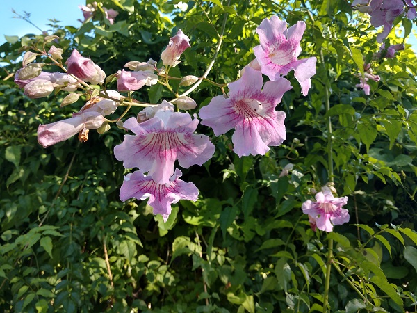 Pink Trumpet on a tree