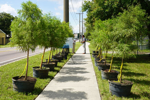 Trees lining the sidewalks to give residents an idea of what the walkways to cool corridors in East Tampa will soon look like.