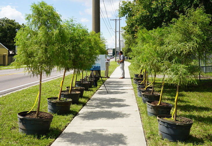 Trees lining the sidewalks to give residents an idea of what the walkways to cool corridors in East Tampa will soon look like.