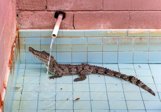 An alligator in a pool slowly filling with water from a pipe.