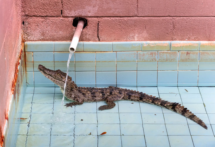 An alligator in a pool slowly filling with water from a pipe.