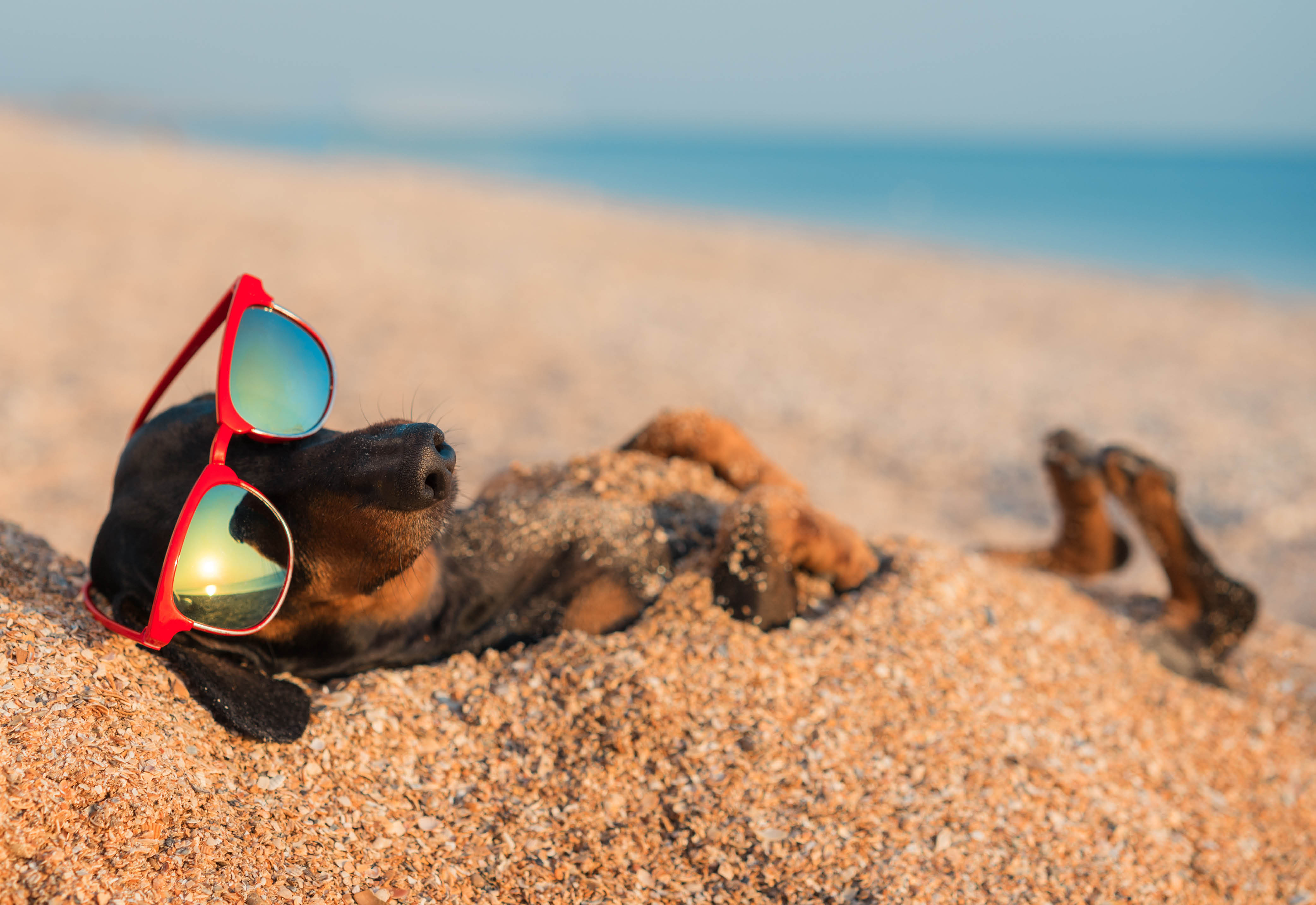 A dachshund wearing sunglasses lying in the sand at the beach