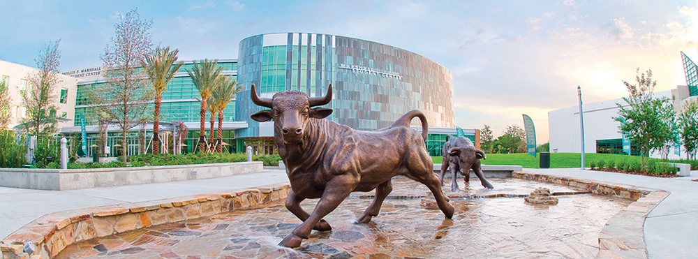 USF Bull on campus 