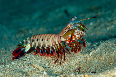 image of mantis shrimp